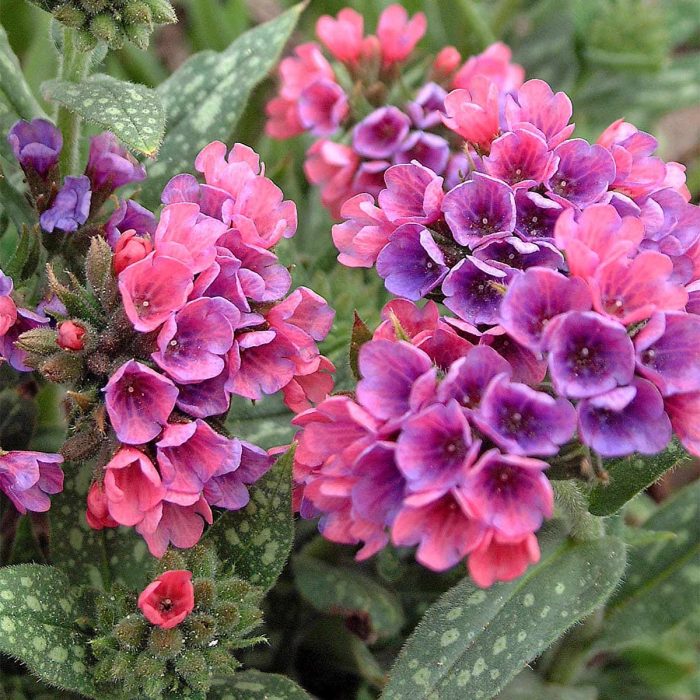 Shade flowers to plant