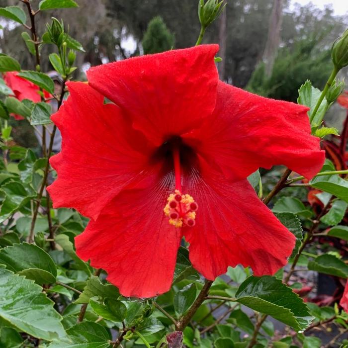 Plant with large red flowers