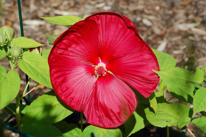 Plant with large red flowers