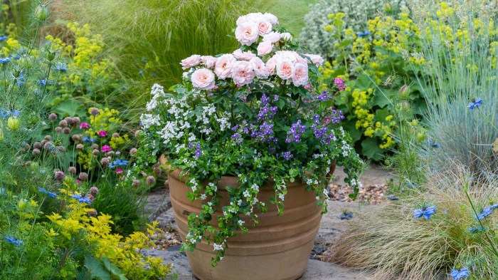 How to plant flowers in pots